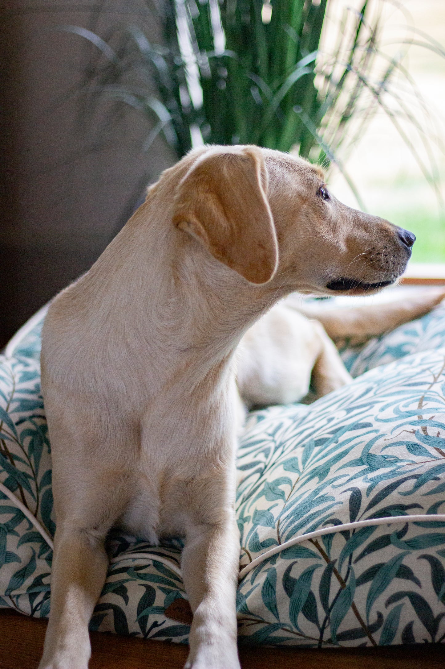 WILLOW BOUGH PET MATTRESS
